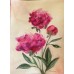 Watercolor peonies in vintage style, artist Marina Stognieva